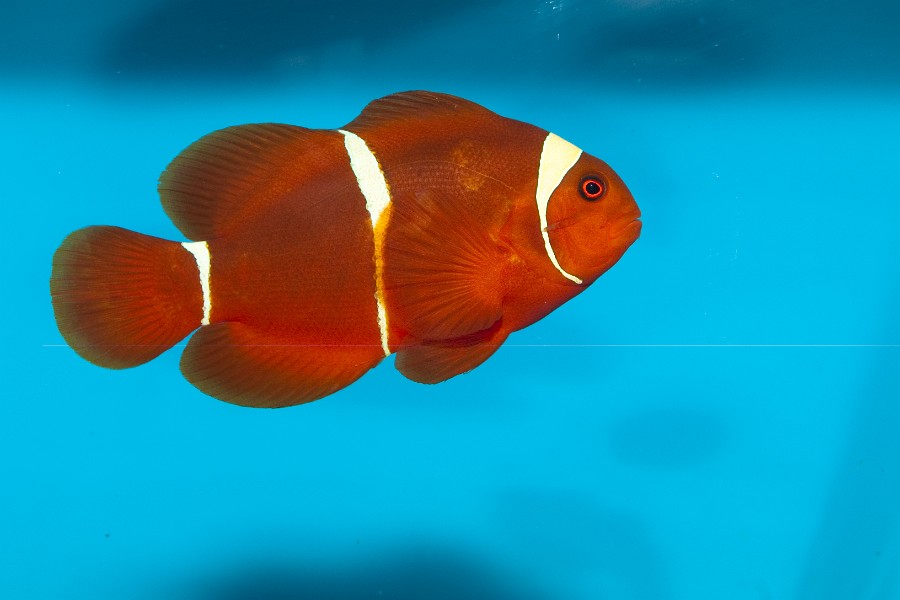 Maroon or Spine Cheeked Clownfish (Premnas biaculeatus) in Aquarium